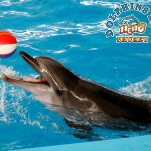 Dolphins Bay Phuket