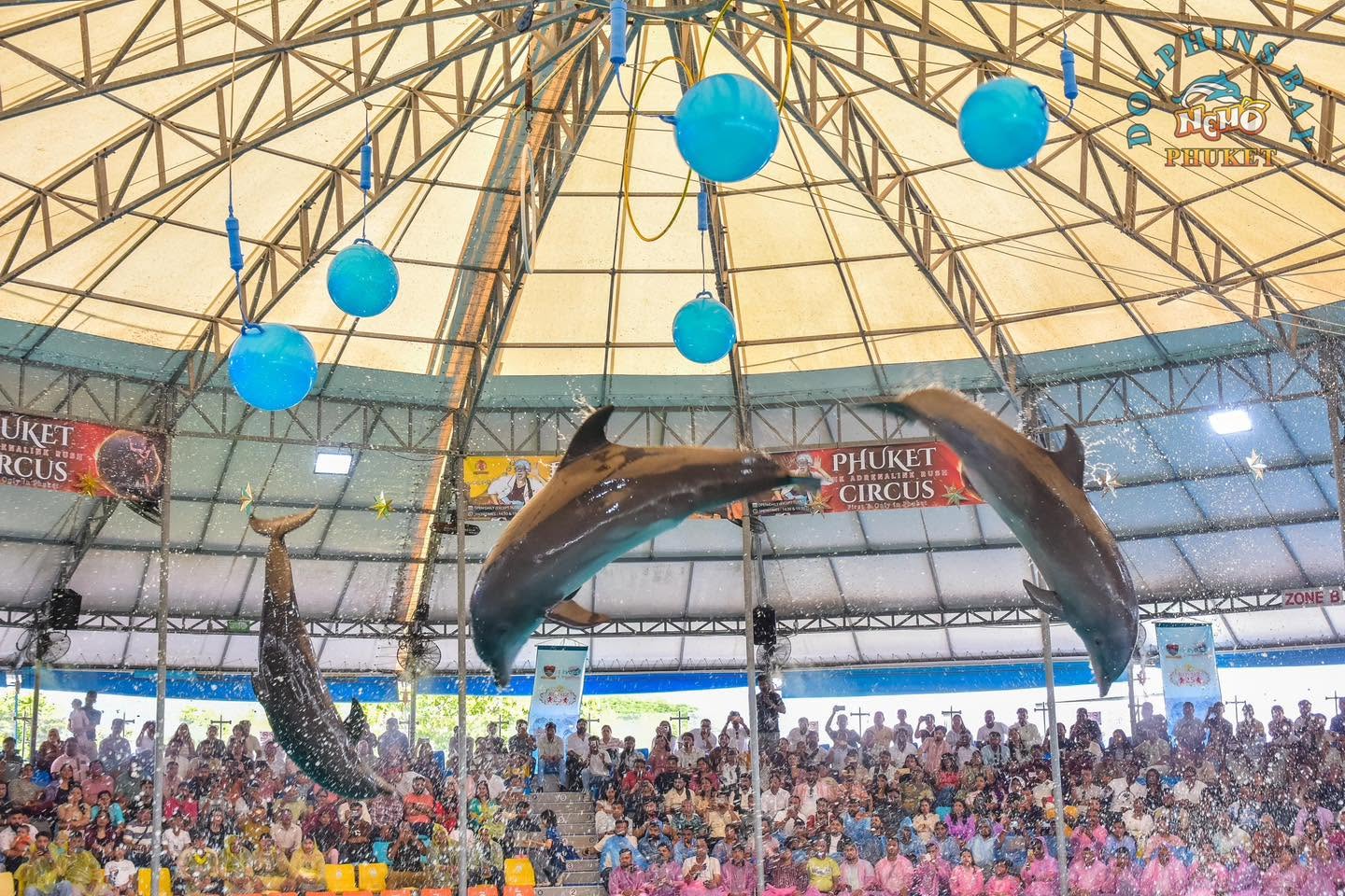 การแสดงของโลมาภายในโรงละคร Dolphins Bay Phuket จังหวัดภูเก็ต