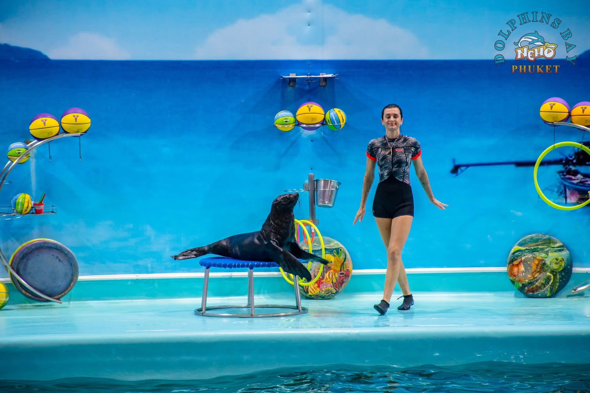 แมวน้ำแสนรู้ระหว่างการแสดงที่ Dolphins Bay Phuket