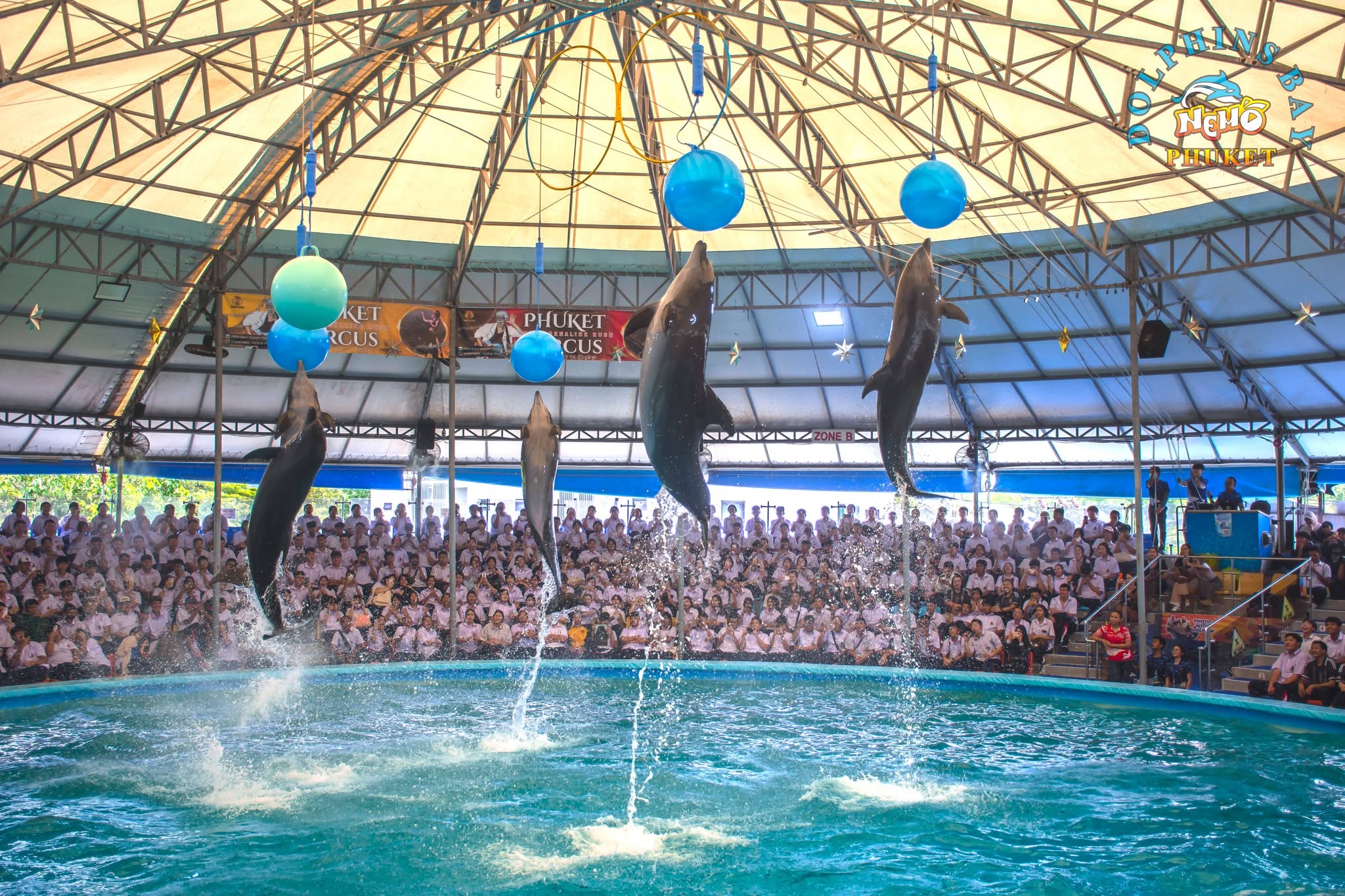 โชว์โลมาสุดประทับใจภายใน Dolphins Bay Phuket