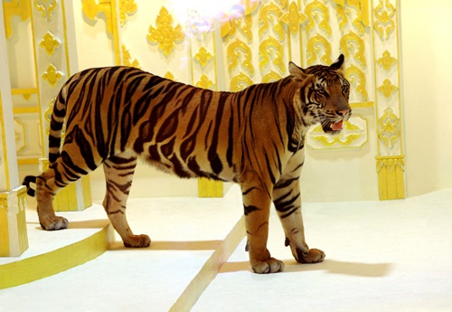 เสือภายใน Tiger Kingdom ของภูเก็ตแฟนตาซี